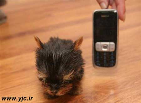 عجایب دنیای حیوانات , کوچکترین سگ دنیا