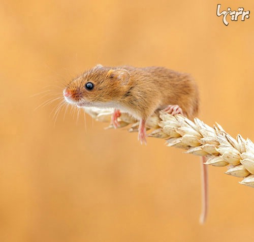 زیبایی موش‌های چشم‌دکمه‌ای