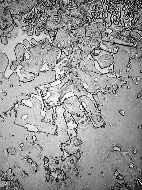 نمایی از اشک انسان زیر میکروسکوپ +عکس