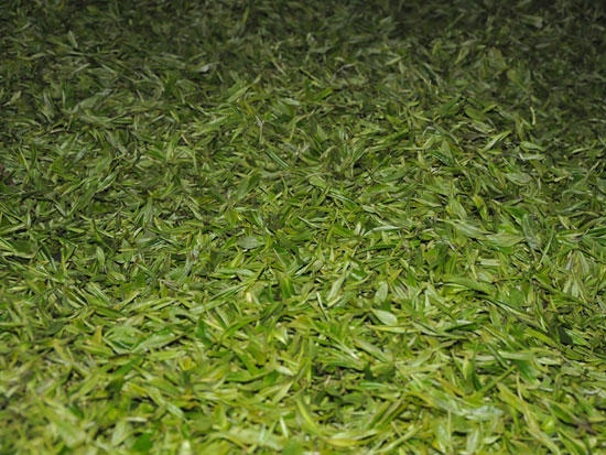تولید چای در استان آن هوی چین+ عکس