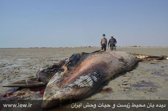 مشاهده لاشه یک نهنگ عظیم الجثه در سواحل خوزستان