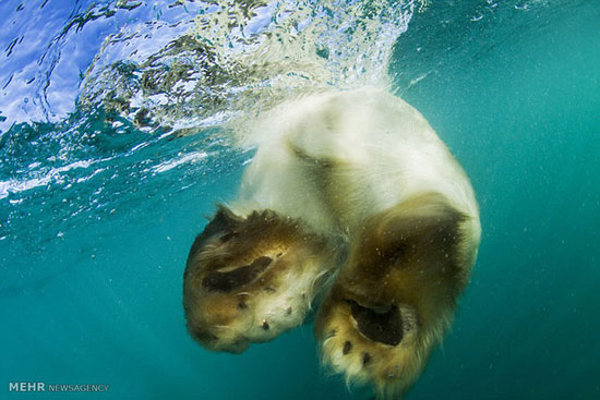 خرس های قطبی در حال شنا