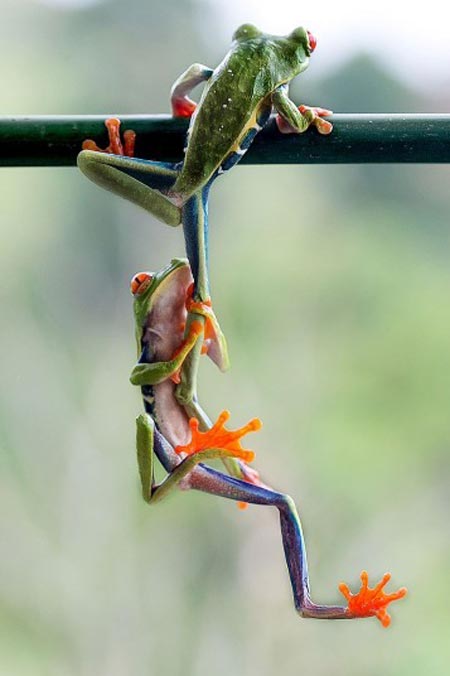 دو قورباغه در حال بالا رفتن از درخت، پارک ملی آدرنا در کاستاریکا