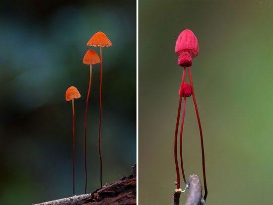گونه های عجیب و کم یاب قارچ وحشی +عکس