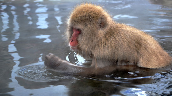 میمون‌های ماکاک در چشمه‌های آب گرم ژاپن