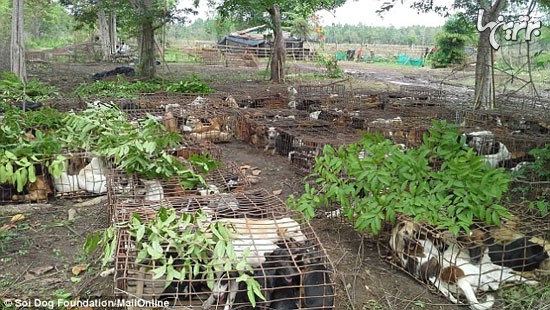 تجارت گوشت سگ در تایلند
