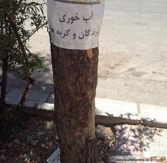 مکان مخصوص آب خوری گربه ها در شیراز!