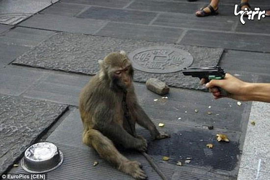 رفتار زشت مرد چینی با یک میمون +عکس