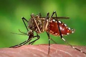 پشه‌,پشهAedes aegypti,پشه ناقل بیماری تب دانگی