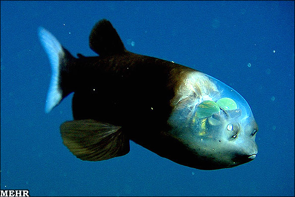 ماهی چشم بشکه ای