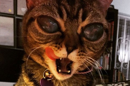گربه‌ای که به خاطر چشم‌هایش معروف شد