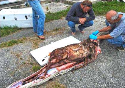 شکار یک آهوی 35 کیلویی توسط یک مار!+تصاویر بسیار عجیب