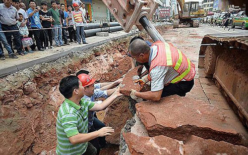 کشف تخم‌ دایناسور در چین