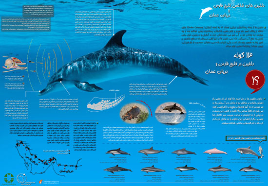 دلفین های شاخص ایران