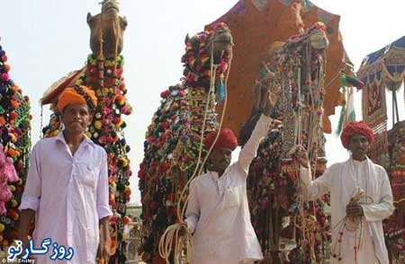 جشنواره ای متفاوت در هند , مسابقه زیباترین شتر