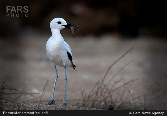 بهشت پرندگان دریایی - بوشهر +عکس