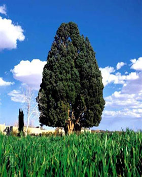 کهن ترین درخت جهان در یزد
