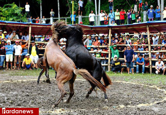 نبرد خونین اسب‌ها در جنوب فیلیپین+عکس