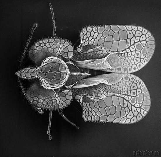 نزدیک‌تر و نزدیک‌تر؛ تصاویری شگفت‌انگیز از حشرات با میکروسکوپ الکترونی!