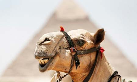 این شتر در مقابل اهرام مصر سوژه ای برای دوربین یک گردشگر شده است