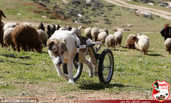 سگ گله ای که با ویلچیر راه می رود! +عکس