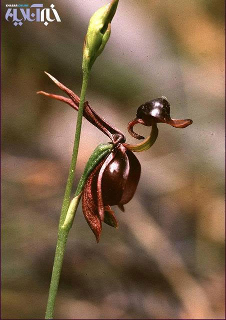 خبرآنلاین: این گل ارکیده در جنوب استرالیا کشف شده و در فصل گرده افشانی برای جلب نظر حشرات خود را به این شکل در می آورد.