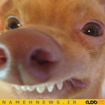 سگی با احمقانه ترین چهره دنیا!+تصاویر