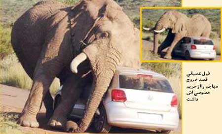 اخبار ,اخبار حوادث , حمله فیل به اتومبیل