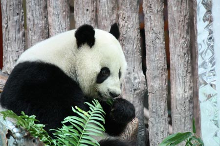  پاندای تایلندی در باغ وحش چیانگ مای چین