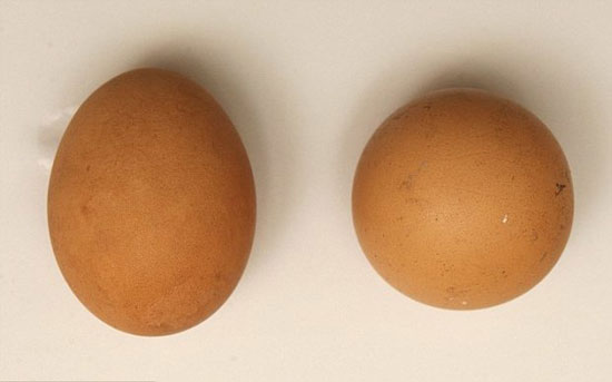 تخم‌مرغی که 2.5 میلیون تومان می‌ارزد! +عکس