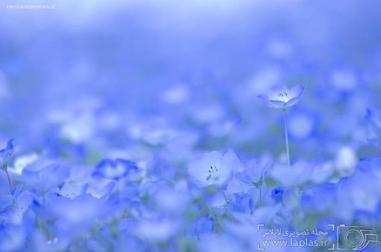 دریایی از گلهای آبی!