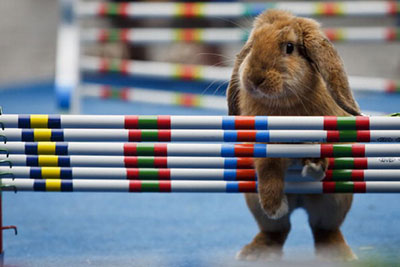 اخبار,اخبار گوناگون,مسابقه پرش خرگوش ها
