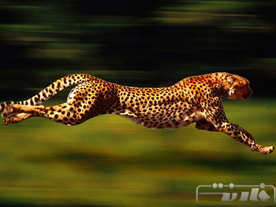 سریع‌ترین جانوران روی زمین