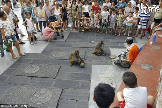 رفتار زشت مرد چینی با یک میمون +عکس