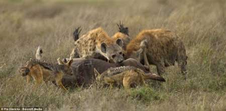گاوهای وحشی افریقایی را در جشن خونین چیتاها، کرکس ها و کفتارها
