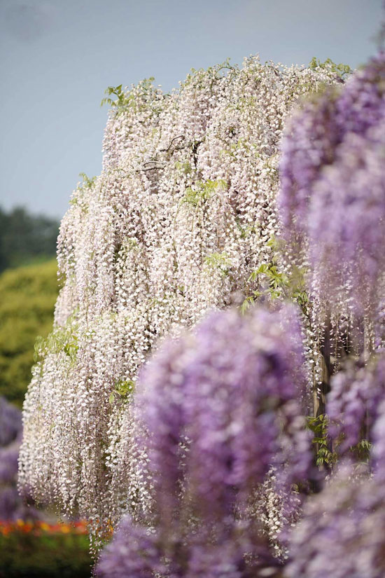 تصاویر دیدنی آبشار رویایی گلهای ویستریا