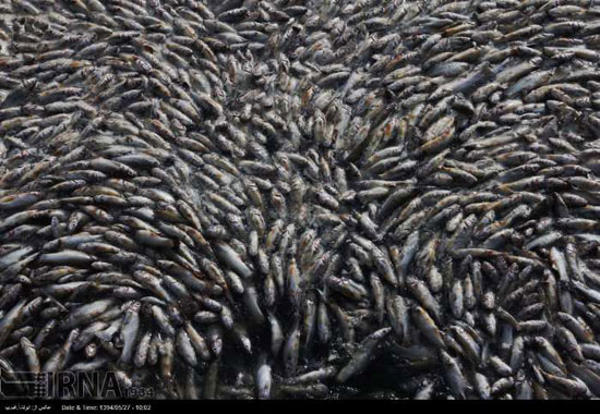 مرگ هزاران ماهی در مکزیک