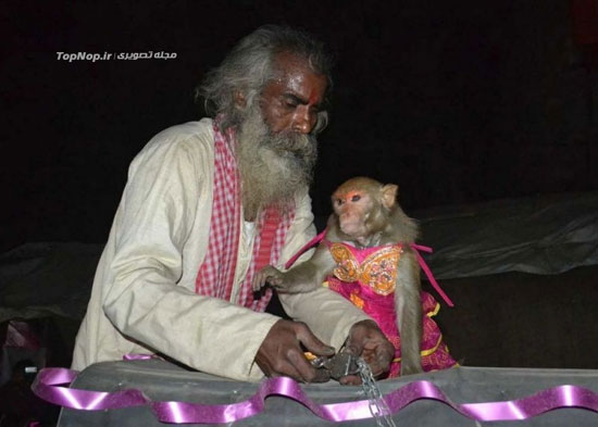 مراسم عروسی میمون ها در هند +عکس
