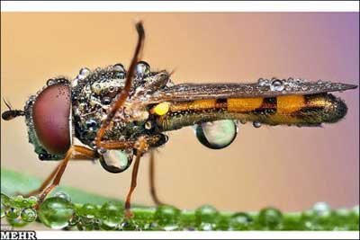 عکسهای میکروسکوپی حشرات,عکس حشرات باران خورده