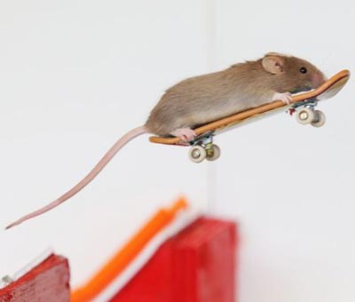 موش,حرکات شگفت انگیز موش,موش های اسکیت باز