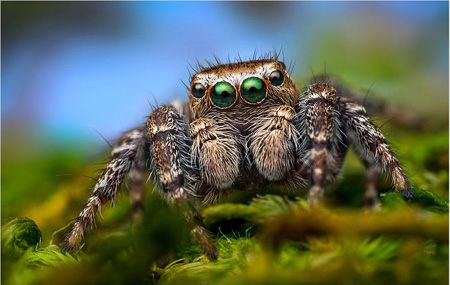 کشف عنکبوت های جدید,آشنایی با انواع عنکبوت