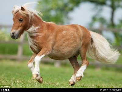 کوچکترین اسب جهان , دزدیده شدن كوچكترین اسب 