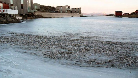 ماهی های یخ زده در رودخانه نروژ +عکس