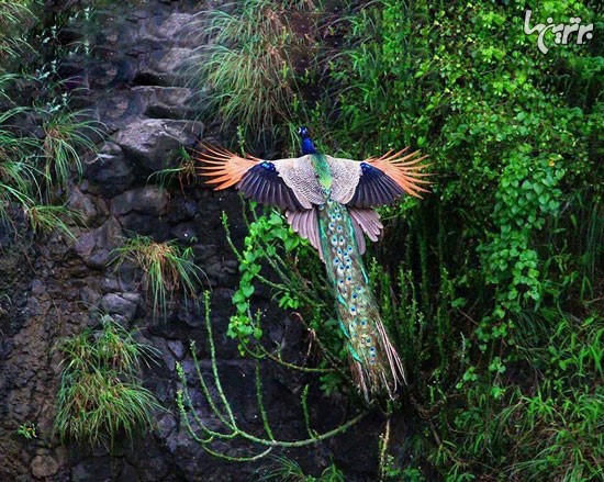 پرواز طاووس را دیده بودید؟!
