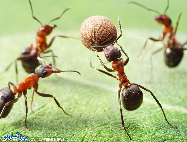 بازیهای یورو 2012 مورچه ها
