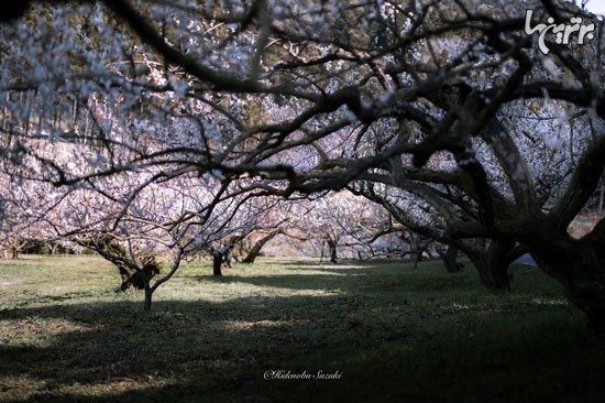 زیبایی بی نظیر بهار در ژاپن