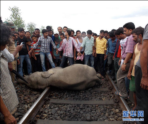 برخورد مرگبار قطار با گله فیل ها +عکس