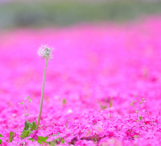 تصاویر: فرشی رویایی از گل های صورتی!