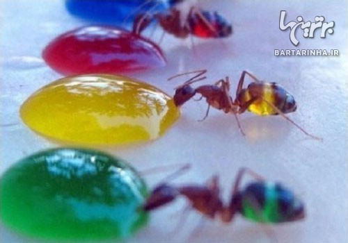 تغییر رنگ شگفت انگیز مورچه ها! +عکس