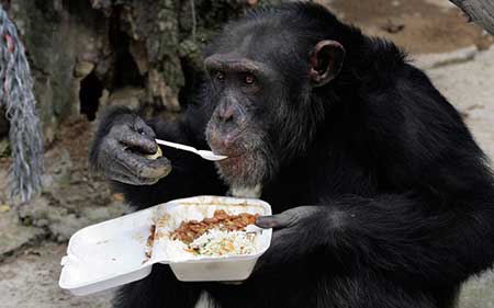 عکسهای جالب,شامپانزه,تصاویر جالب